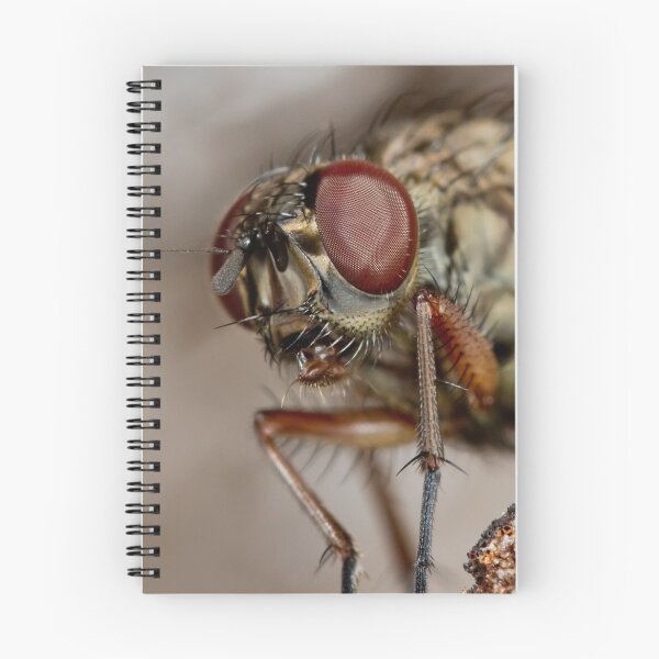 Item preview, Fly head macro designed and sold by Richard Majlinder.