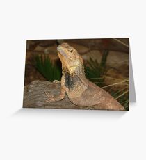 Frilled Neck Lizard, Territory Wildllife Park Greeting Card