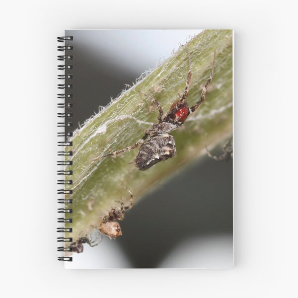Item preview, Tiny  Uloborid species - Female with prey designed and sold by Normf.
