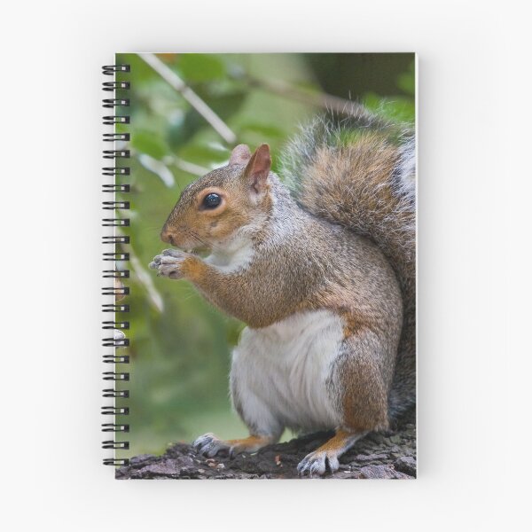 Item preview, Squirrels Eating designed and sold by Geoff Carpenter.