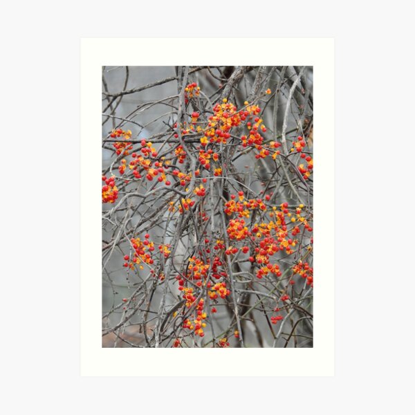 In a Woburn Field Art Print