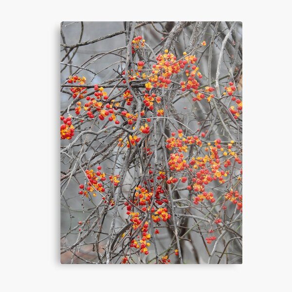 In a Woburn Field Metal Print