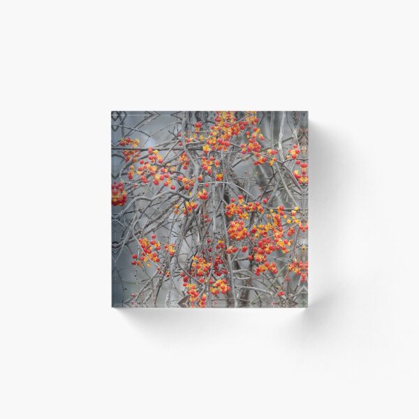 In a Woburn Field Acrylic Block