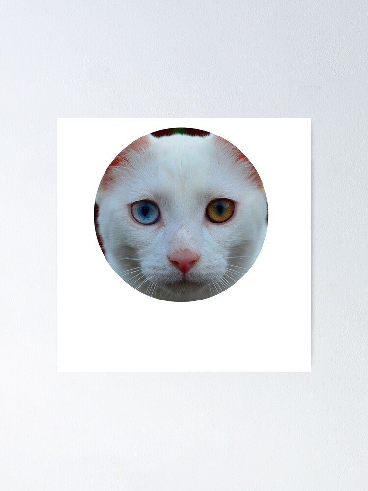 Poster Yeux De Chat Differentes Couleurs Des Yeux Chat Kitty Par Phys Redbubble