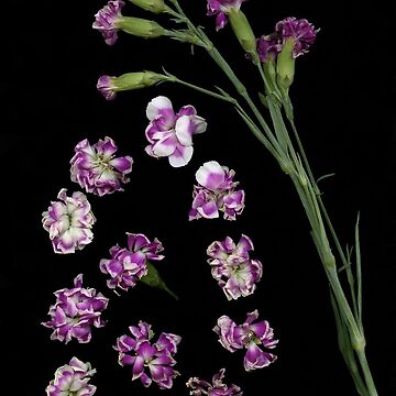 Artwork thumbnail, Carnation Drops Dark Floral by LindasPhotoArt