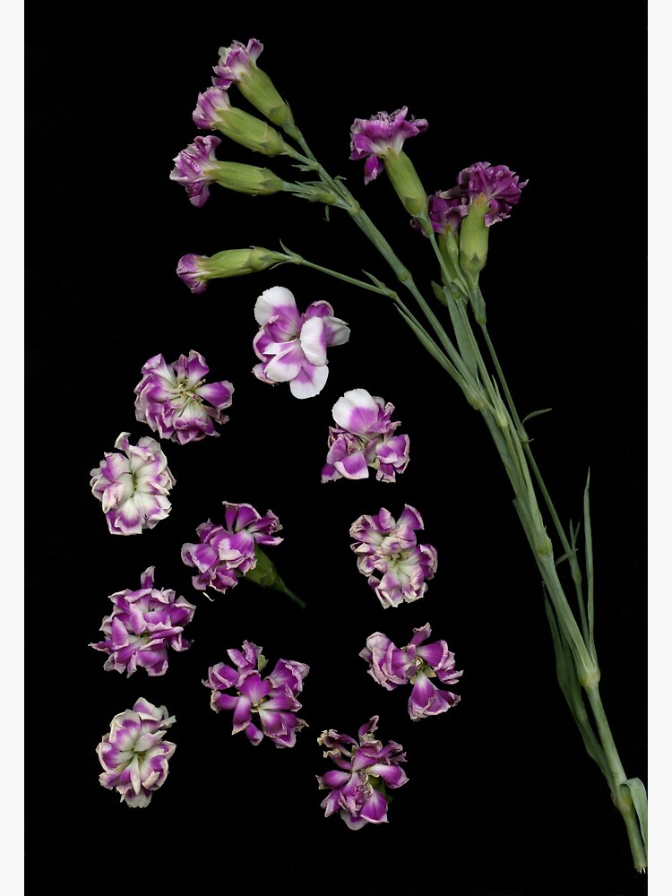 Thumbnail 3 of 3, Sticker, Carnation Drops Dark Floral designed and sold by LindasPhotoArt.