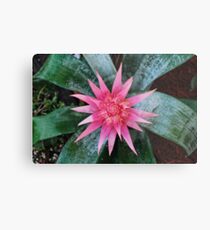 Lienzo metálico Bromeliad