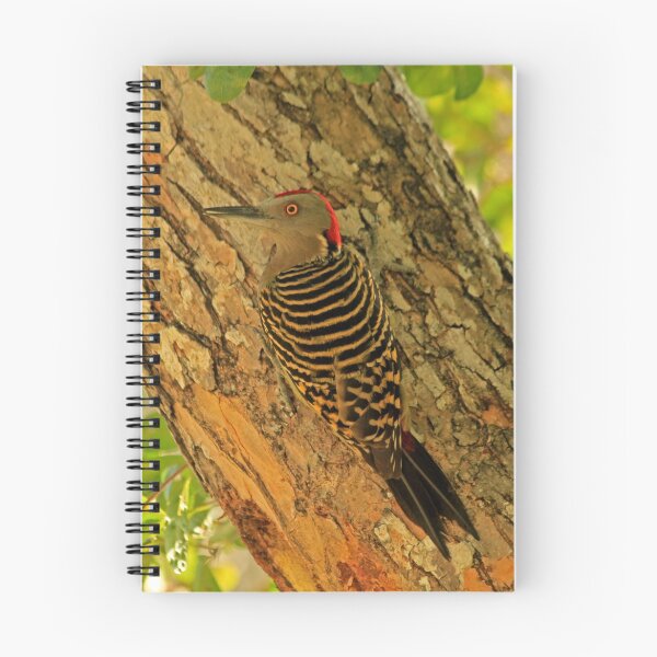 Item preview, Hispaniolan Woodpecker designed and sold by Robert Abraham.
