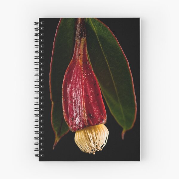 Item preview, Flowering Gum designed and sold by margotk.