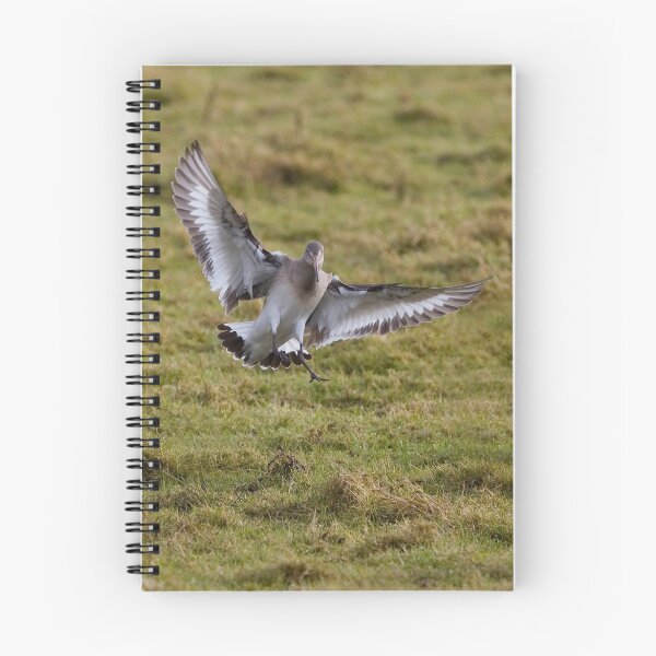 Item preview, Black-tailed Godwit designed and sold by Neil Bygrave (NATURELENS).