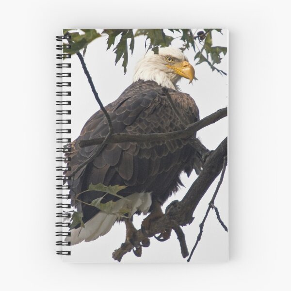 Item preview, Bald Eagle designed and sold by JThill.