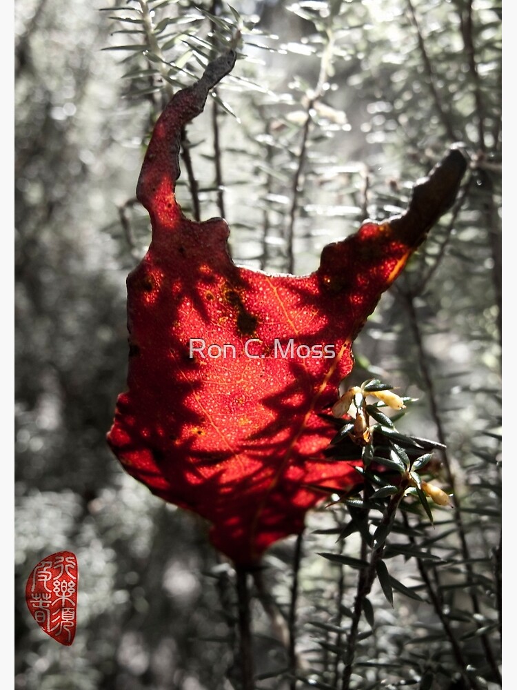 Chewed by ronmoss