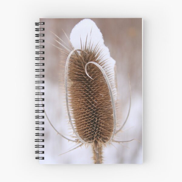 Item preview, Snowcapped Thistle Seed Head designed and sold by Laurel Talabere.