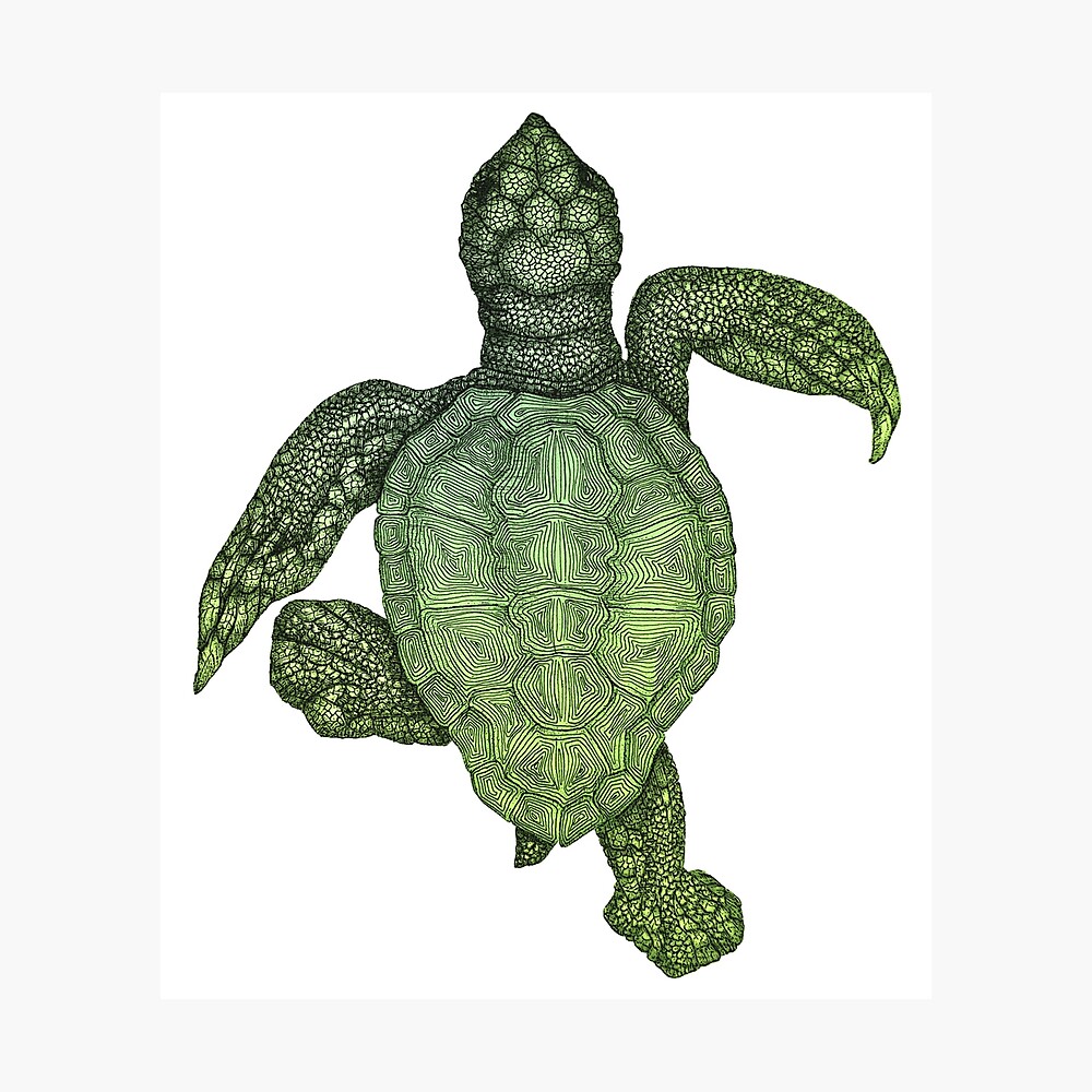 Baby Sea Turtle Framed Art Print By Ecmazurdesign Redbubble