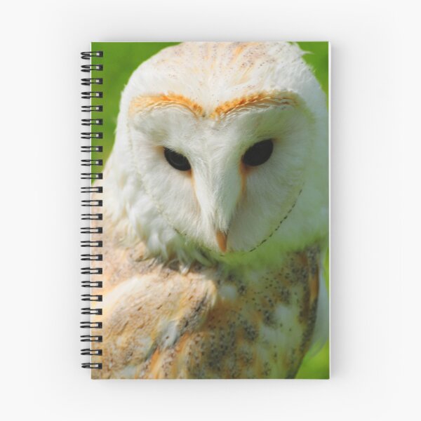 Artikelvorschau, The Barn Owl entworfen und verkauft von stevewalton.