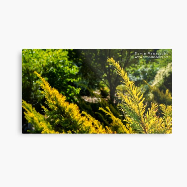 tree plant Metal Print
