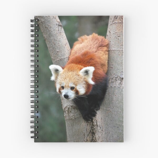 Item preview, Red Panda designed and sold by Coolibah.