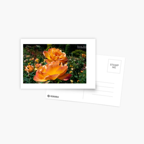 flower Postcard
