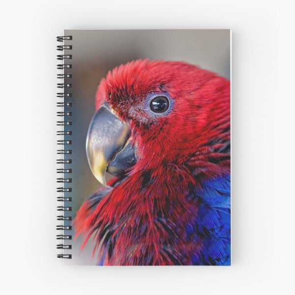 Item preview, Ruffled Up - eclectus parrot designed and sold by Jenny Dean.