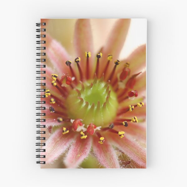 Item preview, Sempervivum flower designed and sold by mooksool.