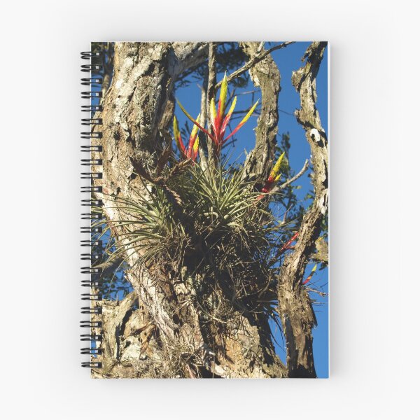 Item preview, Pinuelas, parasit plant in Costa Rica designed and sold by Guy C. André Tschiderer.
