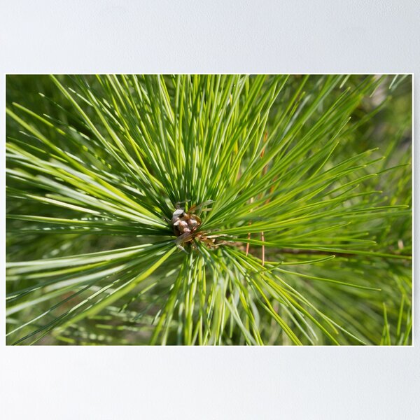 Poster Frosted Pine Cones & Needles 