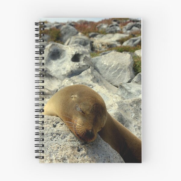 Artikelvorschau, Snoozing Seal (Galapagos Islands) entworfen und verkauft von BGpix.