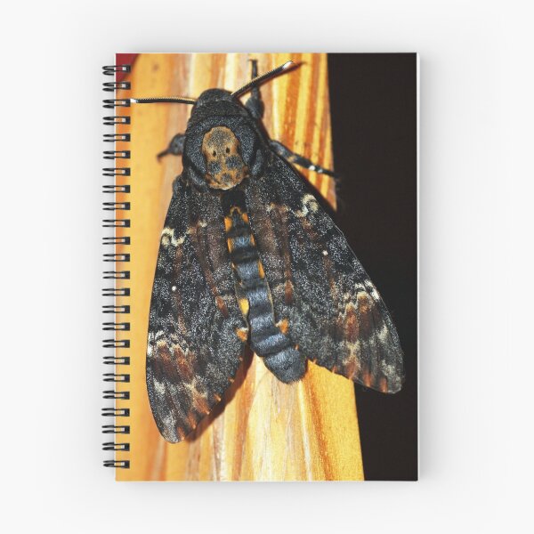 Aperçu de l'œuvre Hawkmoth à la tête de la mort créée et vendue par nymphalid.