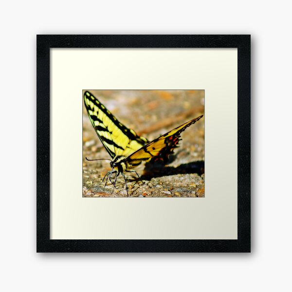 Up Close and Personal Framed Art Print