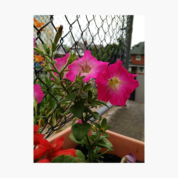 Aperçu de l'œuvre Clôture fleur rose créée et vendue par Veillie Starr.