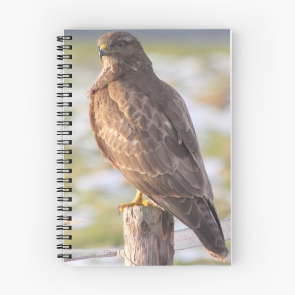 Item preview, Common Buzzard 5 designed and sold by DutchLumix.