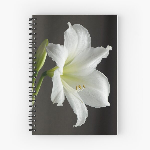 Aperçu de l'œuvre Gros plan sur l'amaryllis créée et vendue par BonnieJames.