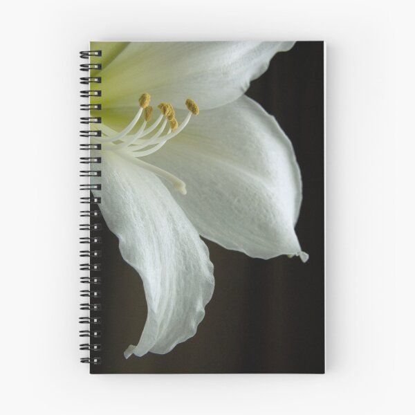 Aperçu de l'œuvre Gros plan sur l'amaryllis créée et vendue par BonnieJames.