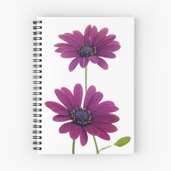 Artikelvorschau, Osteospermum entworfen und verkauft von OldaSimek.
