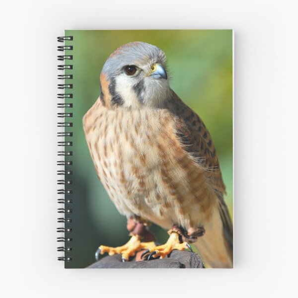 Item preview, American Kestrel designed and sold by Barbara Manis.