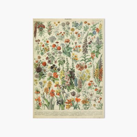 Adolphe Millot Fleurs A Art Board Print