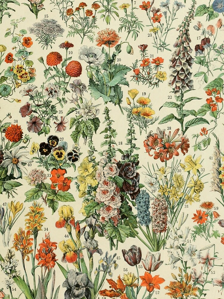 Adolphe Millot Fleurs A by historicalstuff