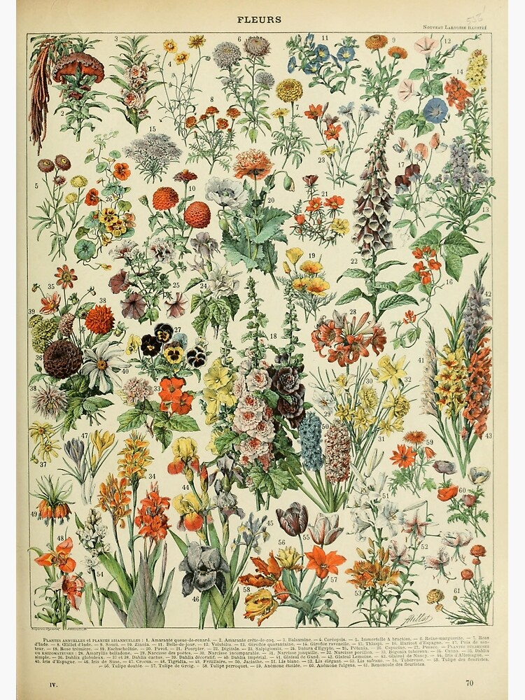 Adolphe Millot Fleurs A by historicalstuff