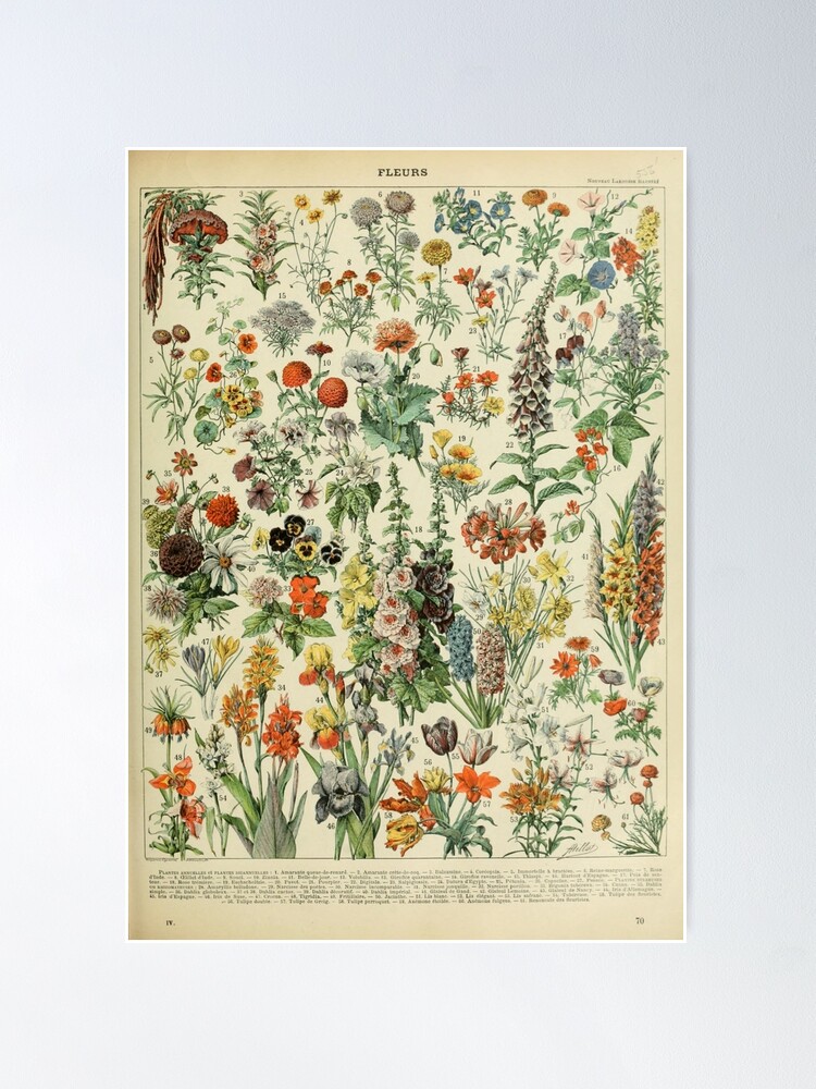 Alternate view of Adolphe Millot Fleurs A Poster