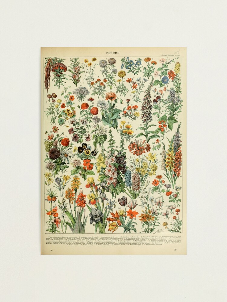 Alternate view of Adolphe Millot Fleurs A Photographic Print