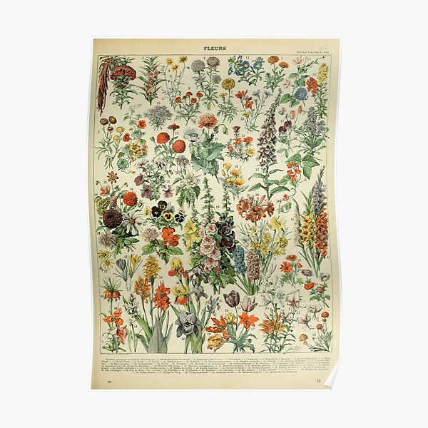 Adolphe Millot Fleurs A Poster