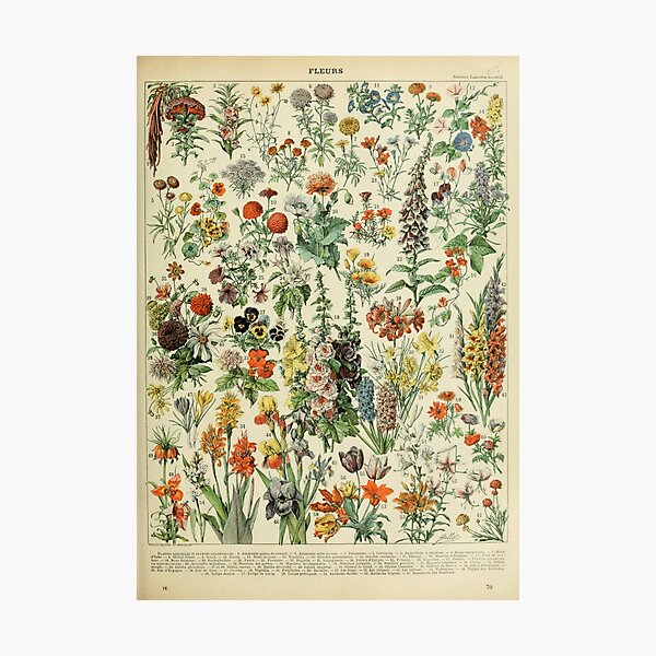 Adolphe Millot Fleurs A Photographic Print