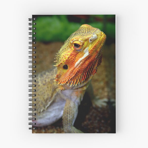 Aperçu de l'œuvre Draco créée et vendue par Gretchen  Mueller Steele.