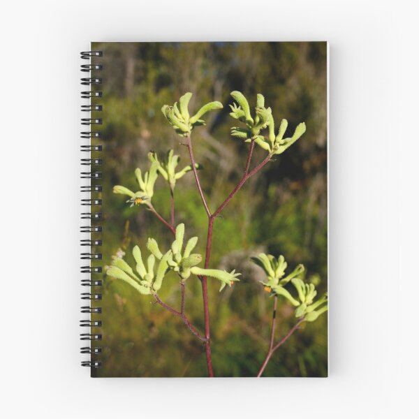 Item preview, Kangaroo Paw designed and sold by pennyswork.