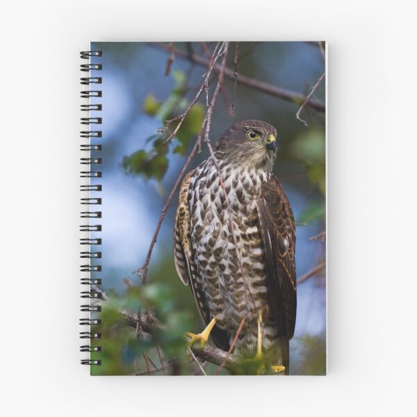 Item preview, Collared Sparrowhawk designed and sold by Jeremy Weiss.
