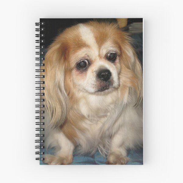 Item preview, Gina - A Tibetan Spaniel designed and sold by Jenny Brice.