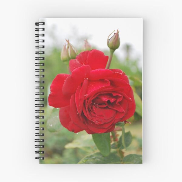 Item preview, Red rose of gentle delight. designed and sold by Lozzar Flowers & Art.