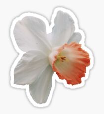 Daffodil Sticker