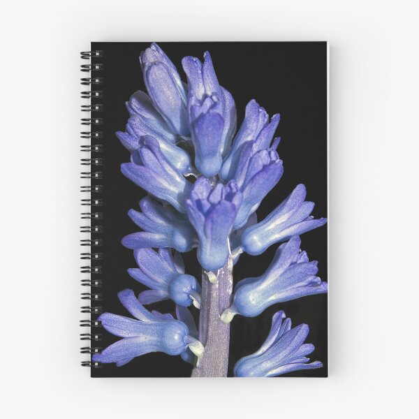 Item preview, Hyacinth designed and sold by Steve plowman.