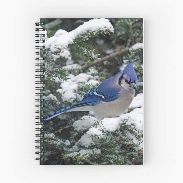 Item preview, Adirondack Winter Jay designed and sold by Brian Pelkey.